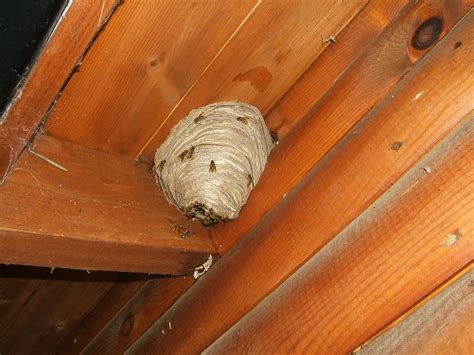 wasps nest removal vaughan